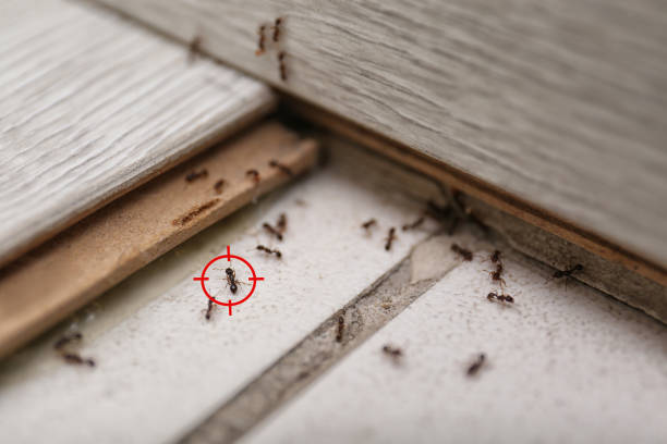 Best Rodent Control Near Me  in Merrill, WI