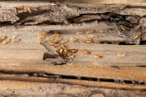Best Pest Prevention Services  in Merrill, WI